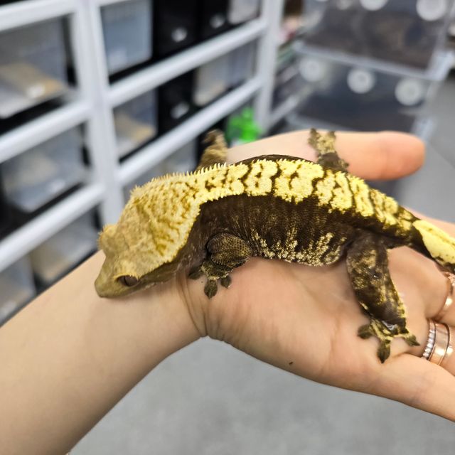 다크 플레임