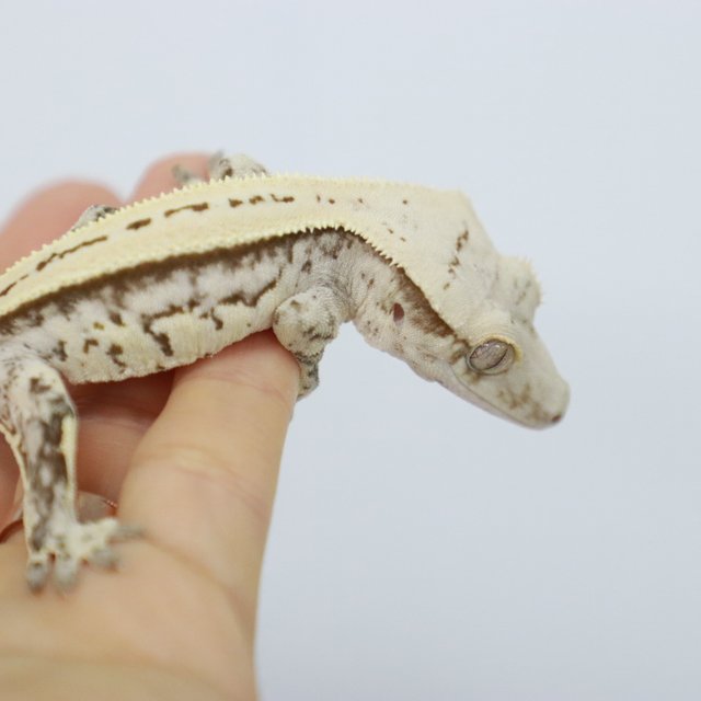 옐로우 화이트 풀핀 쿼드 브린들