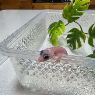 하이포