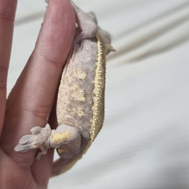 세이블