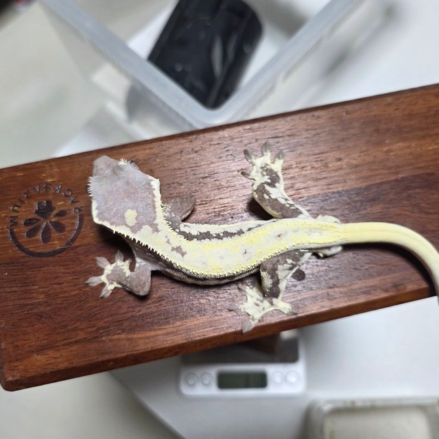 하이포 프라푸치노