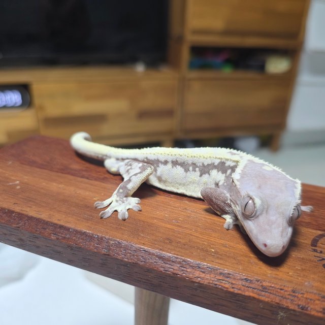 하이포 프라푸치노