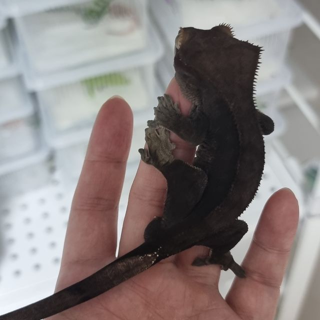 챠콜 알티