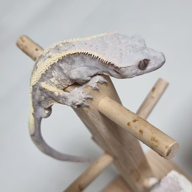 세이블