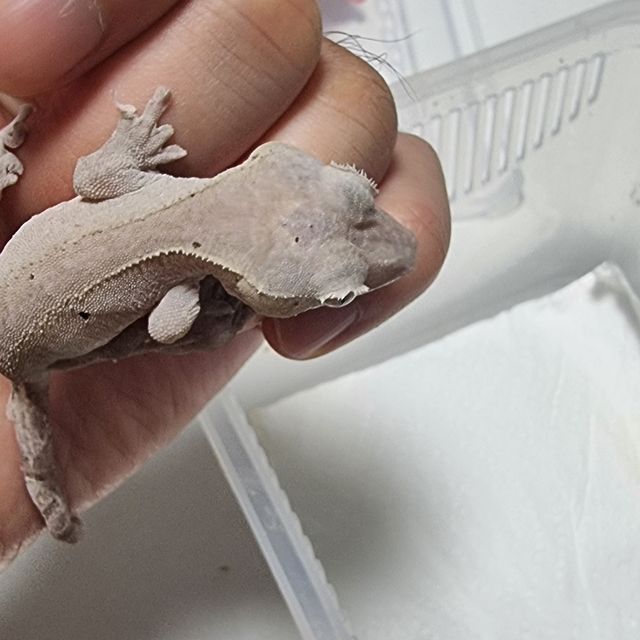 아잔틱