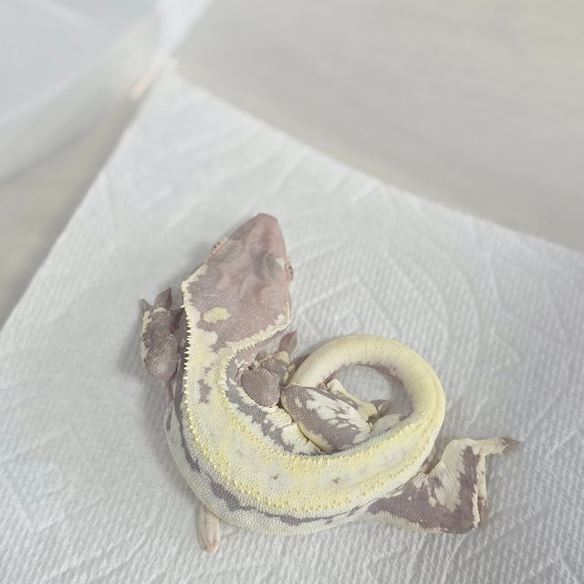 하이포 프라푸치노