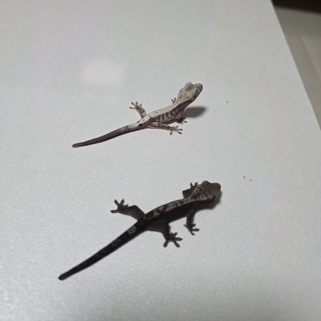 루왁