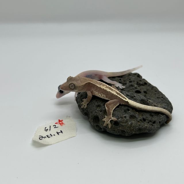 하이포 프라푸치노