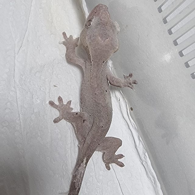 아잔틱