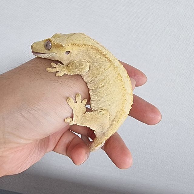 벅스킨 옐로우 스트로베리