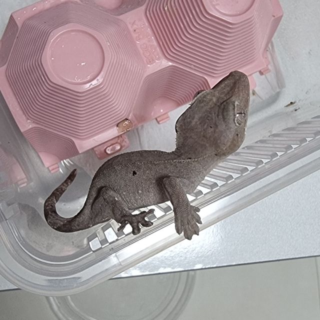아잔틱