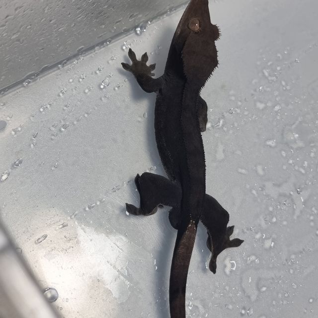 챠콜 알티