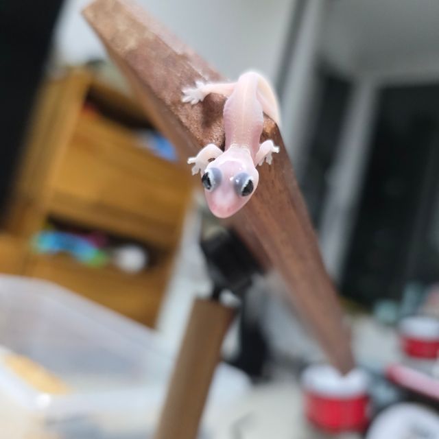 하이포