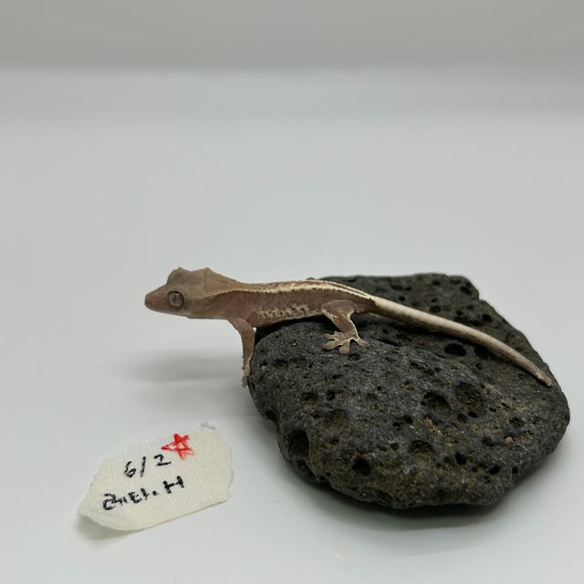 하이포 프라푸치노