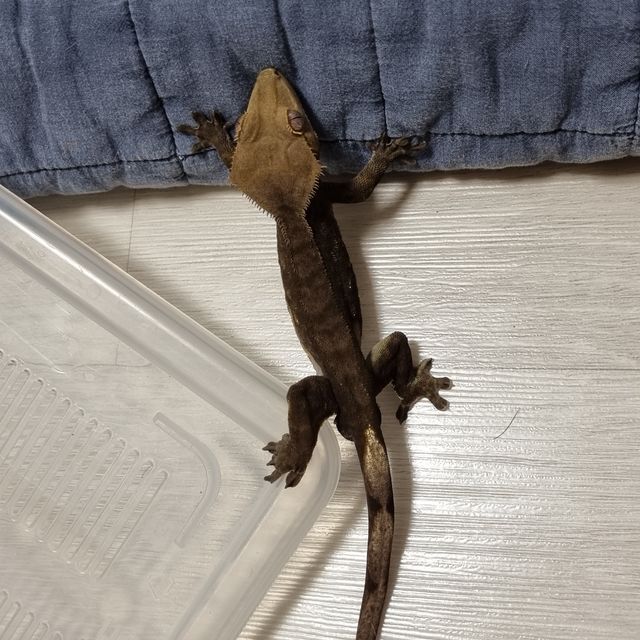 알티 챠콜
