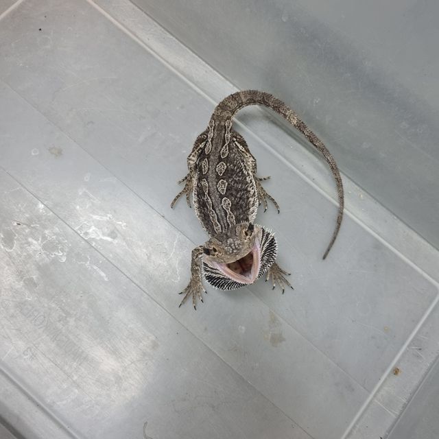 노멀