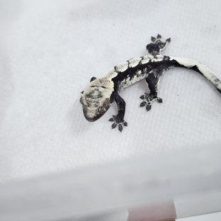 아잔틱