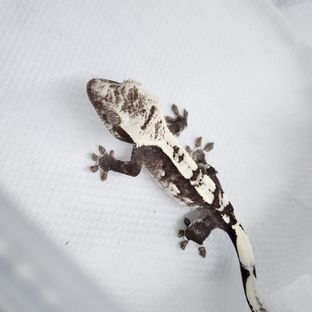 아잔틱