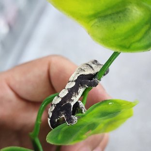 아잔틱