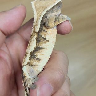 세이블
