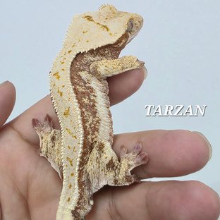 파이드