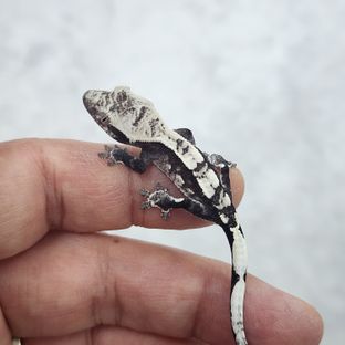아잔틱