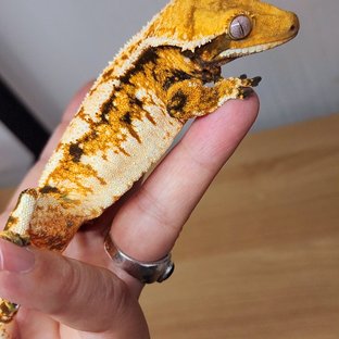 바브 트라이 익스트림할리퀸