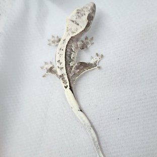 아잔틱