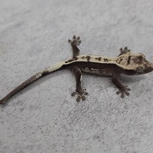 아잔틱