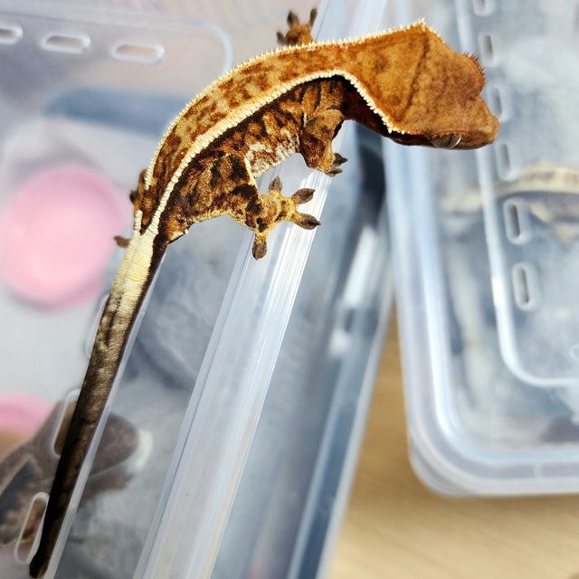 카푸치노