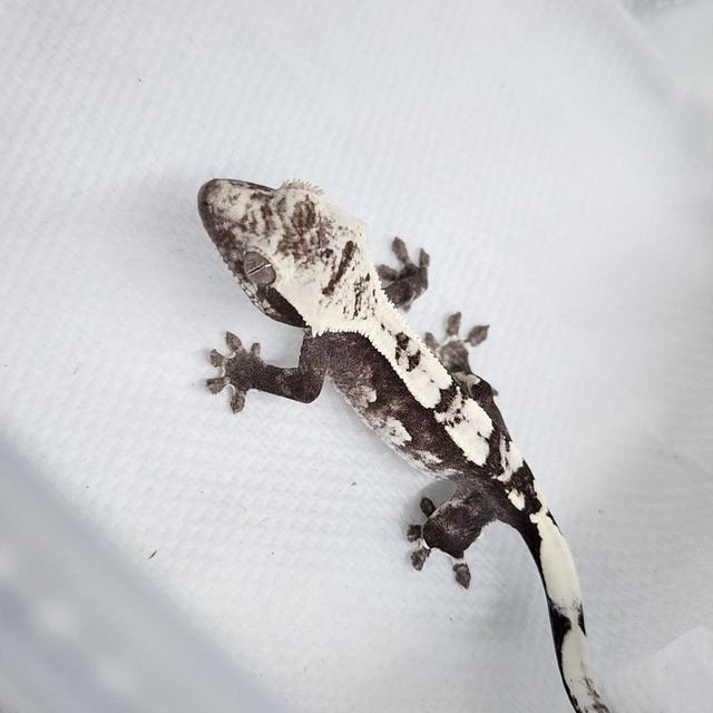 아잔틱