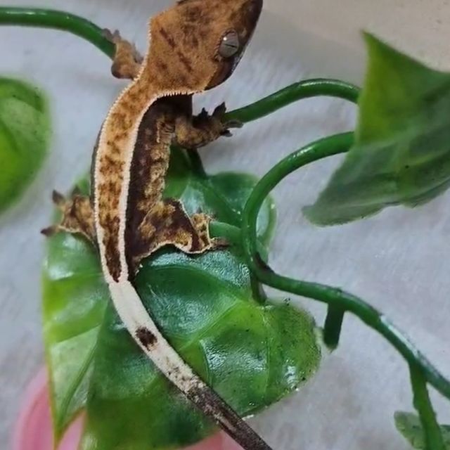 카푸치노