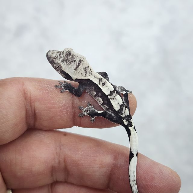 아잔틱