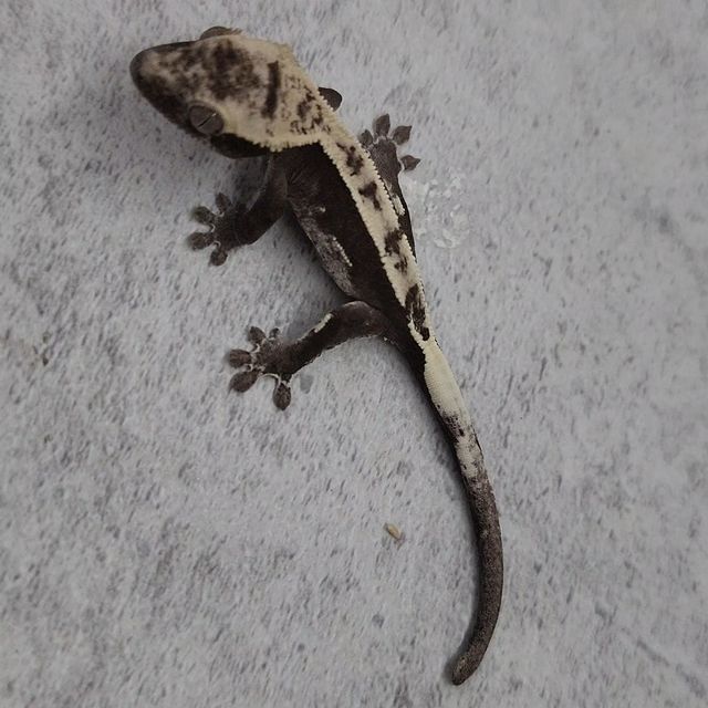 아잔틱