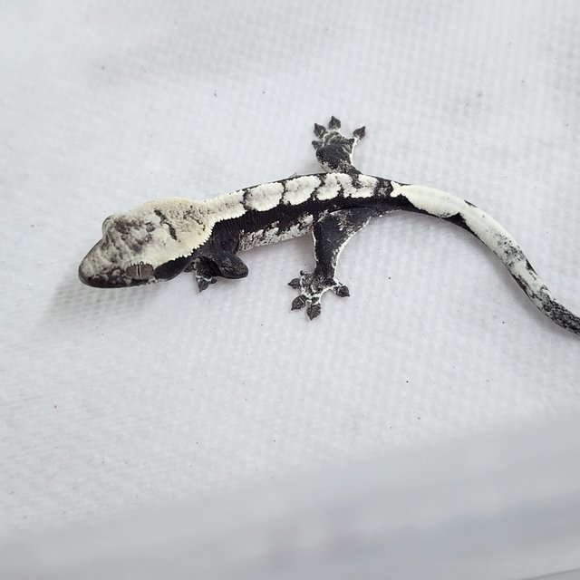 아잔틱