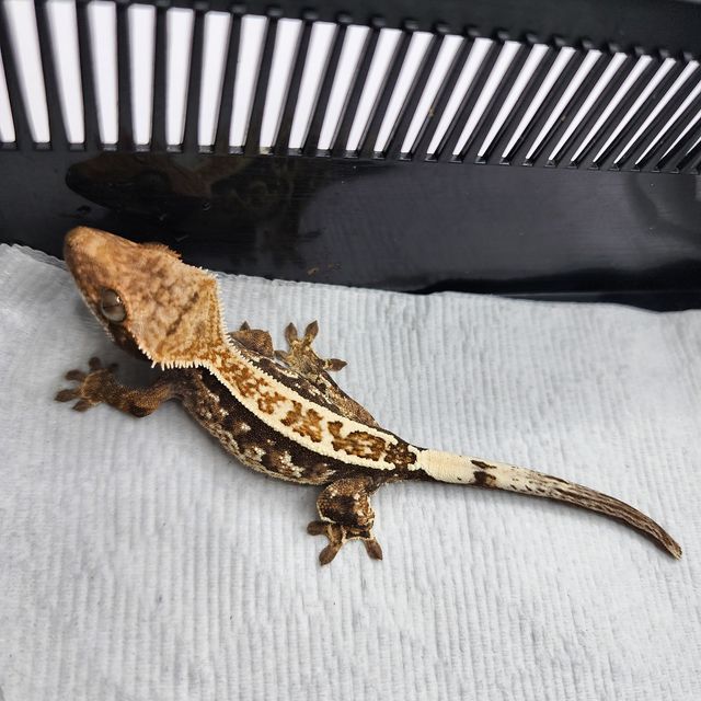 카푸치노