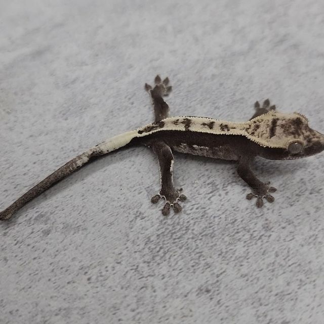 아잔틱