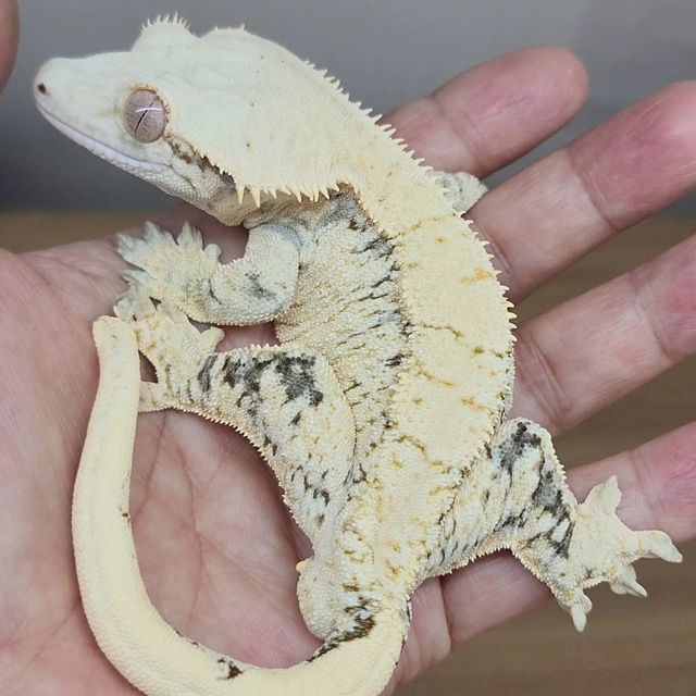 드리피 화이트스팟