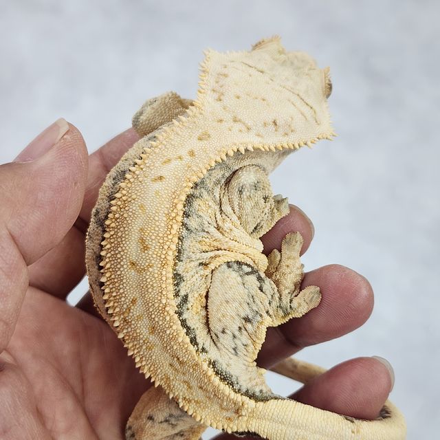 드리피 화이트스팟