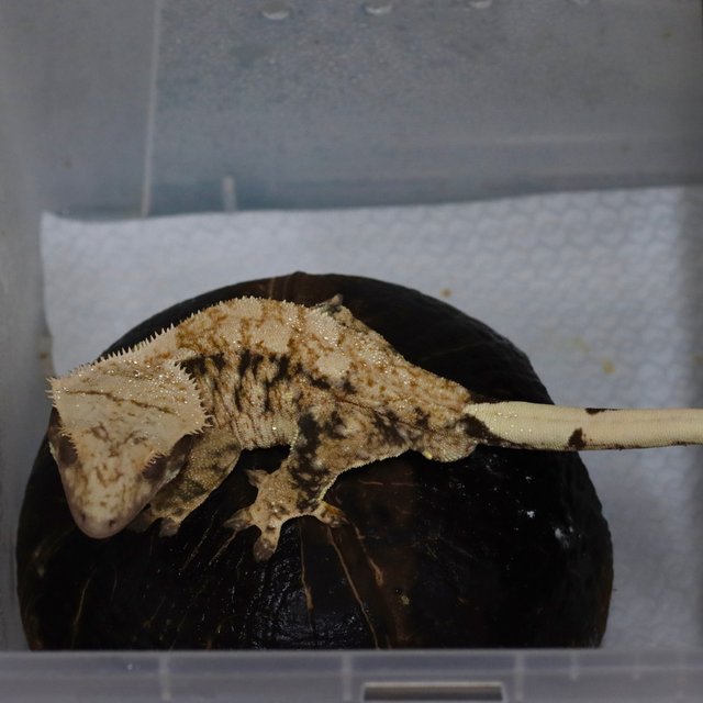 트라이 익스트림할리퀸