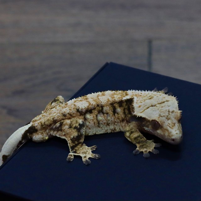 트라이 익스트림할리퀸