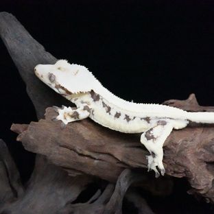 루이