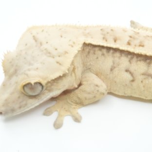 풀핀 익스트림할리퀸