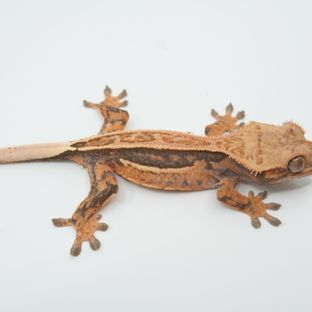 엠피니1