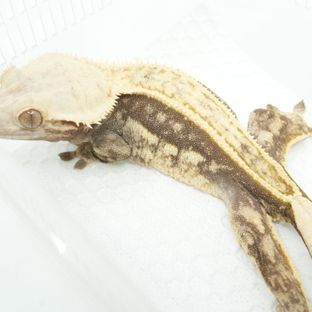 피니