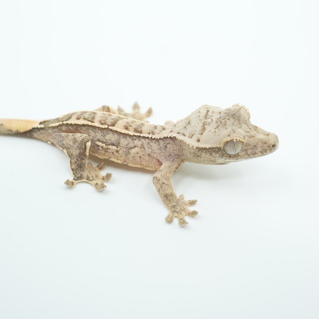 쿼드 익스트림할리퀸