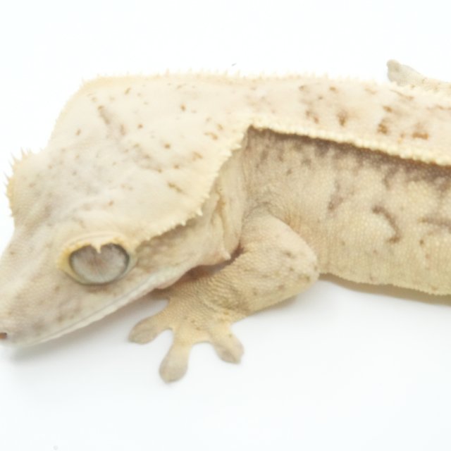 풀핀 익스트림할리퀸