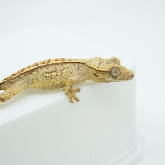 쿼드 익스트림할리퀸