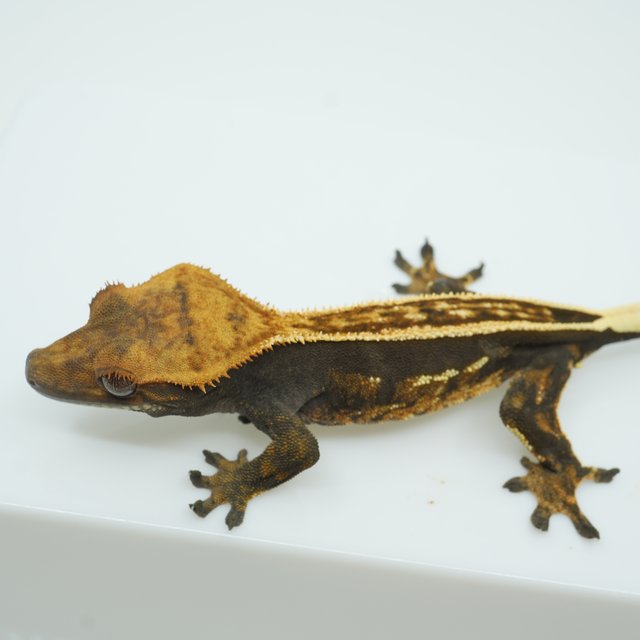 풀핀 쿼드 엠티백