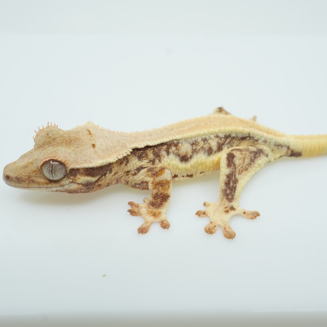 릴리화이트 쿼드 솔리드백